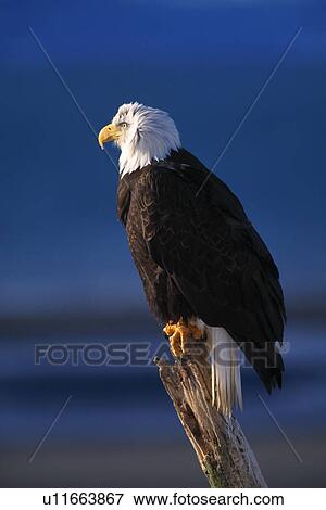 Profile of bald eagle View Large Photo Image Stock Photo - Profile of bald eagle. Fotosearch