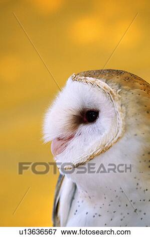 Stock Photo - Profile of barn owl. Fotosearch