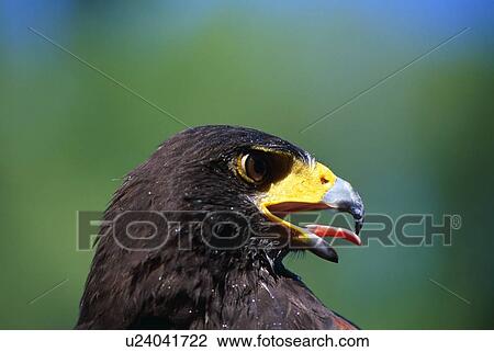 Profile of Harris hawk View Large Photo Image Stock Image - Profile of Harris hawk. Fotosearch