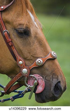 Profile of horses head View Large Photo Image Stock Photo - Profile of horses head. Fotosearch