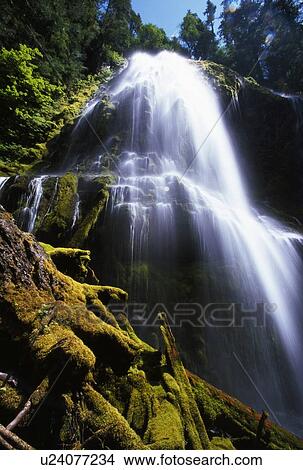 Picture - Proxy Falls. Fotosearch
