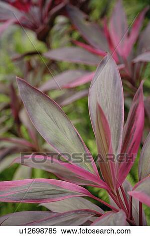 Purple leaves View Large Photo Image Stock Photography - Purple leaves. Fotosearch