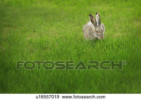 Stock Photo - Rabbit eating grass. Fotosearch