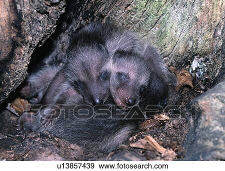 Stock Photo - Raccoon babies in tree stump den. Fotosearch