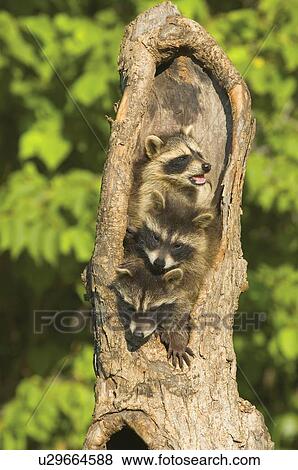 Raccoons in a tree View Large Photo Image Stock Photo - Raccoons in a tree. Fotosearch