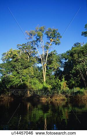 Stock Photograph - Rain forest at Yarapa River. Fotosearch