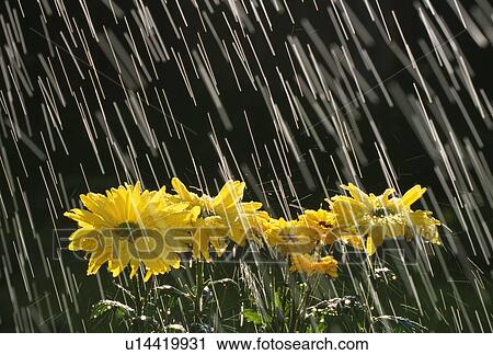 Rain on yellow daisies View Large Photo Image Stock Image - Rain on yellow daisies. Fotosearch