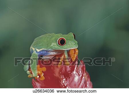 Stock Photograph - Red-eyed treefrog on flower. Fotosearch
