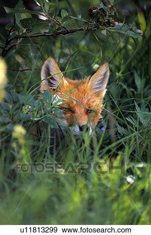 Stock Photo - Red fox hiding in foliage. Fotosearch