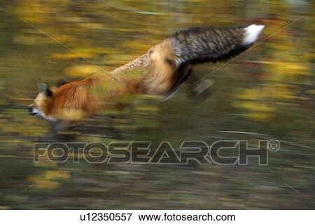 Red fox leaping through forest View Large Photo Image Stock Photo - Red fox leaping through forest. Fotosearch