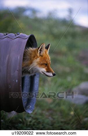 Red fox looking out of culvert pipe View Large Photo Image Stock Image - Red fox looking out of culvert pipe. Fotosearch