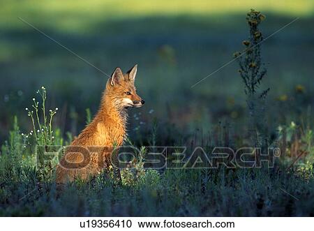Red fox pup sitting in grass View Large Photo Image Stock Image - Red fox pup sitting in grass. Fotosearch