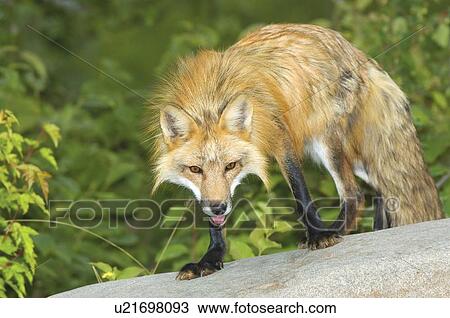 Red fox View Large Photo Image Stock Image - Red fox. Fotosearch
