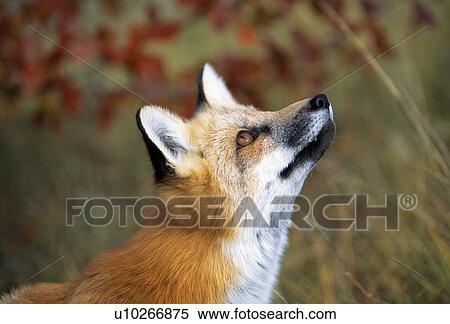 Red fox View Large Photo Image Stock Photography - Red fox. Fotosearch
