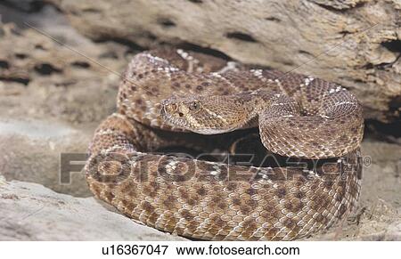 Red Rattlesnake View Large Photo Image Stock Photo - Red Rattlesnake. Fotosearch