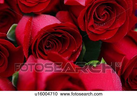 Red roses View Large Photo Image Stock Image - Red roses. Fotosearch