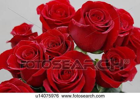 Stock Photograph - Red Roses. Fotosearch