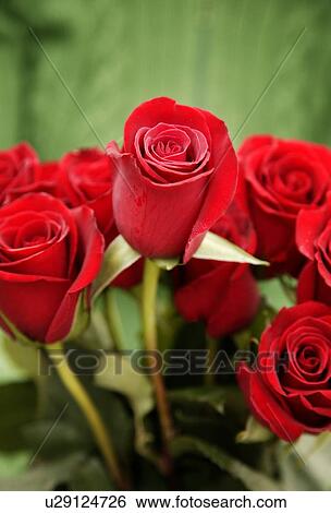 Stock Photograph - Red roses. Fotosearch