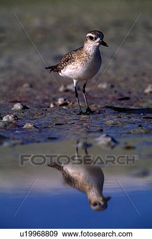 Stock Photo - Reflection of a bird in the water. Fotosearch