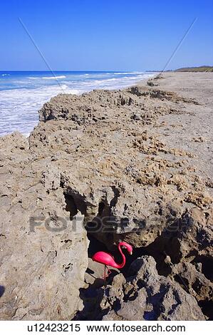 Rocky Shoreline and Flamingo View Large Photo Image Stock Photography - Rocky Shoreline and Flamingo. Fotosearch