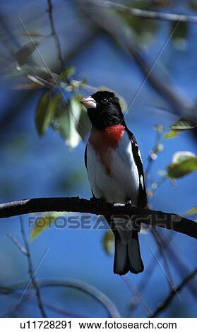 Stock Image - Rose-breasted grosbeak. Fotosearch