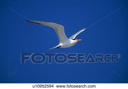 Royal Sterne Oiseau Mer Vol Image