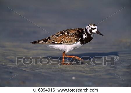 Ruddy turnstone seabird (Arenaria interpres) on beach, Atlantic coast View Large Photo Image Stock Photograph - Ruddy turnstone seabird (Arenaria interpres) on beach, Atlantic coast. Fotosearch