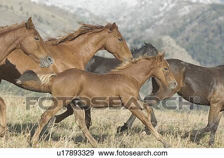Stock Photo - Running Horses. Fotosearch