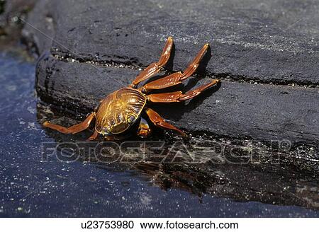 Stock Image - Sally Lightfoot crab. Fotosearch