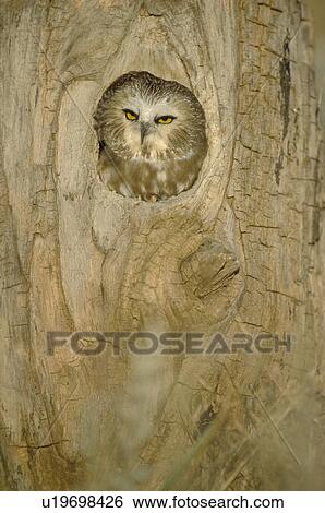 Saw whet owl in hollow tree View Large Photo Image Stock Photograph - Saw whet owl in hollow tree. Fotosearch