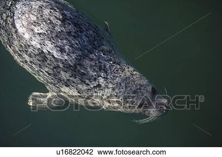 Seal swimming under the water View Large Photo Image Stock Image - Seal swimming under the water. Fotosearch