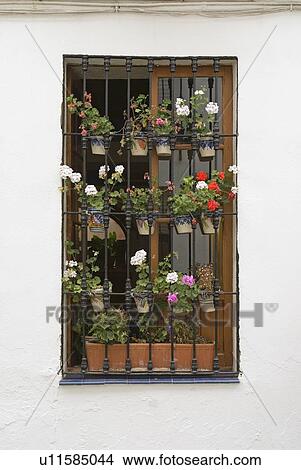 Security grill and flower pots View Large Photo Image Picture - Security grill and flower pots. Fotosearch