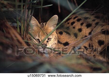 Serval cat resting in grass View Large Photo Image Stock Image - Serval cat resting in grass. Fotosearch