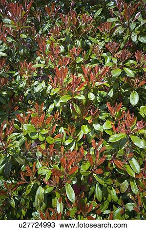Stock Image - Shrubs. Fotosearch