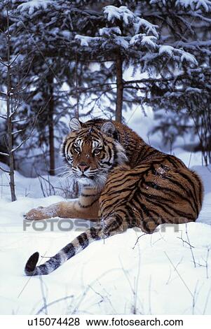 Stock Photo - Siberian tiger lying on mound of snow in forest. Fotosearch
