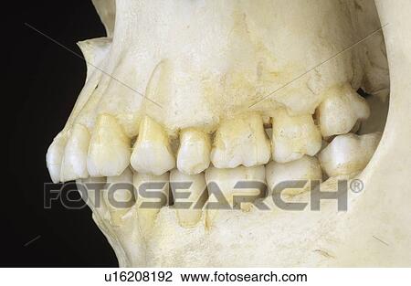Side view of human jaw View Large Photo Image Stock Image - Side view of human jaw. Fotosearch