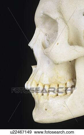 Side view of human skull View Large Photo Image Stock Photo - Side view of human skull. Fotosearch