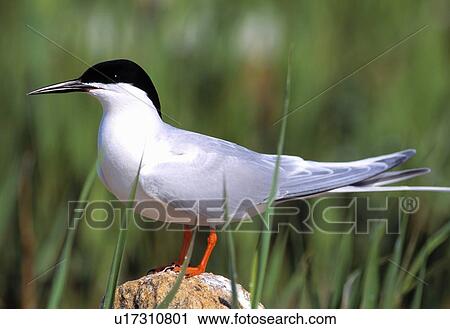 Stock Image - Single bird. Fotosearch