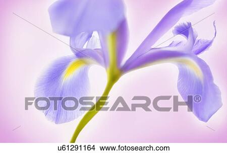 Picture - Single glowing iris. Fotosearch