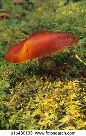 Stock Image - Single mushroom. Fotosearch