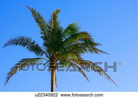 Single palm tree View Large Photo Image Stock Image - Single palm tree. Fotosearch