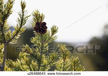 Single pine cone on branch View Large Photo Image Stock Image - Single pine cone on branch. Fotosearch