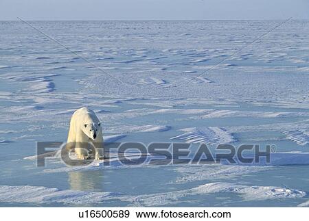 Stock Photo - Single polar bear. Fotosearch