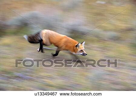 Stock Photo - Single red fox running. Fotosearch