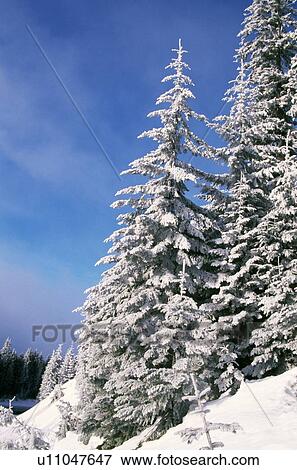 Snow covered pine trees View Large Photo Image Stock Photo - Snow covered pine trees. Fotosearch