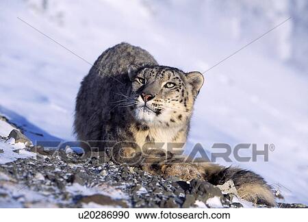 Stock Image - Snow leopard in snow. Fotosearch