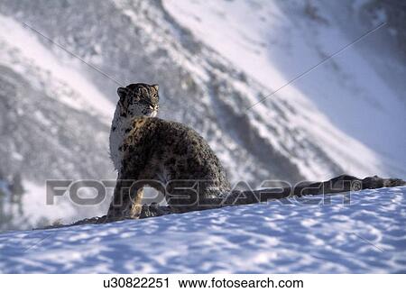 Snow leopard sitting on mountain ridge View Large Photo Image Stock Image - Snow leopard sitting on mountain ridge. Fotosearch