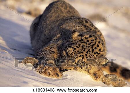 Stock Photo - Snow leopard sleeping in snow. Fotosearch