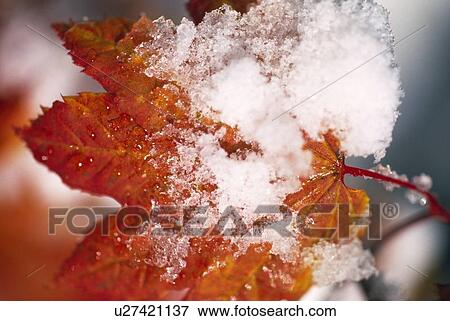 Stock Photo - Snow on maple leaf. Fotosearch