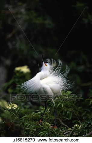 Stock Image - Snowy egret mating display. Fotosearch